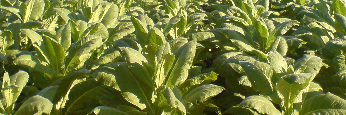 Tobacco Growing